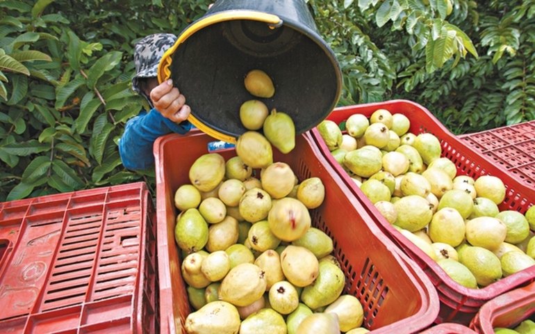 Empresa de fruticultura irrigada será instalada em Alagoas