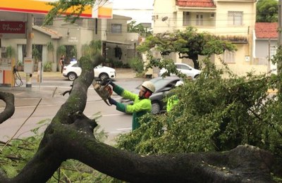 Sudes realiza operação para recolhimento de árvores em Maceió