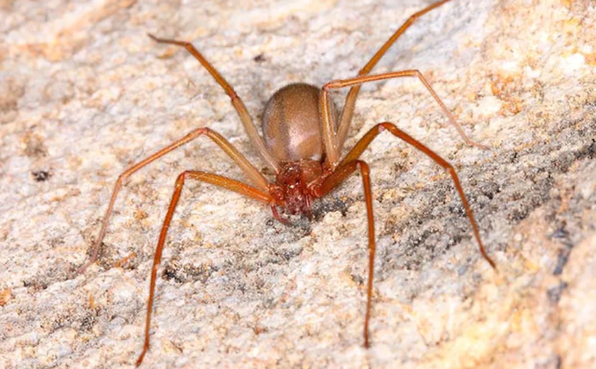 Aranhas-marrons tem relação com alterações no clima, diz especialista após Sesau informar mortes suspeitas em Maceió