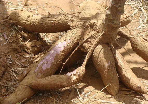 Produtores de farinha discutem adequação ambiental com consultor