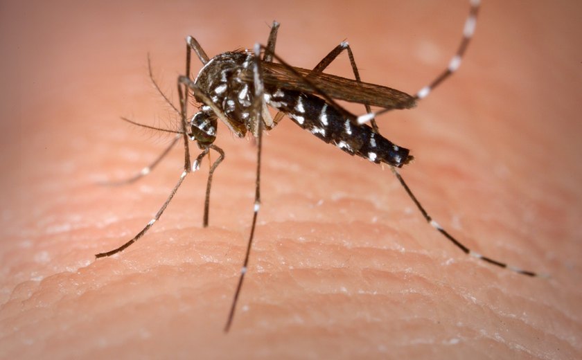Agentes de endemias eliminam focos do Aedes aegypti no corredor Vera Arruda