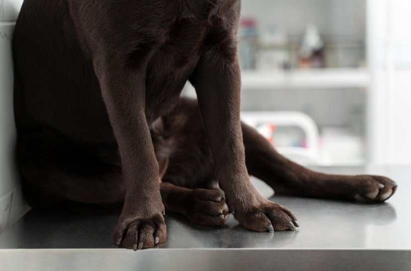 Polícia Civil apura suspeitas de maus-tratos a cães em Viçosa