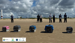 Cinco aves-marinhas posicionadas para início da soltura em Aracaju, Sergipe. Fonte PMP-SEAL - Acervo FMA / Foto: Foto: FMA