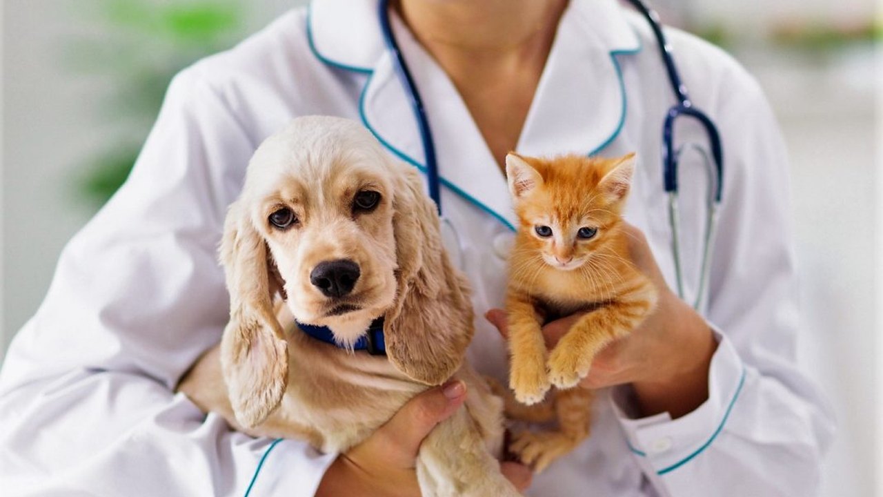 Comunicação de tutores com seus cães ainda é motivo de admiração