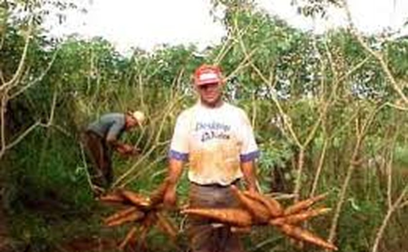 Emater e Embrapa promovem Dia de Campo sobre a cultura da mandioca
