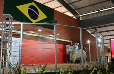 Megaleilão CFM fatura R$ 7,8 milhões