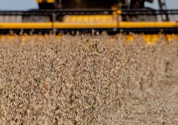 Colheita de soja 2023/24 atinge 98,8% da área no País, aponta Conab