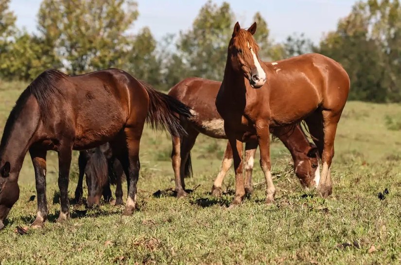 Ração contaminada mata 245 equinos em quatro estados
