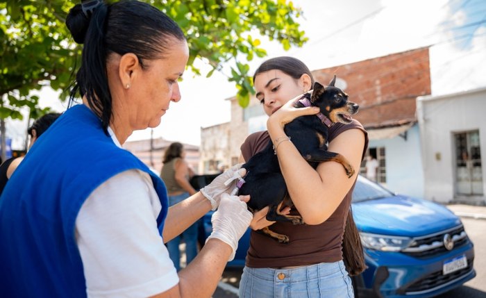 98 mil cães e gatos vacinados: Maceió alcança marco histórico na campanha antirrábica de 2025
