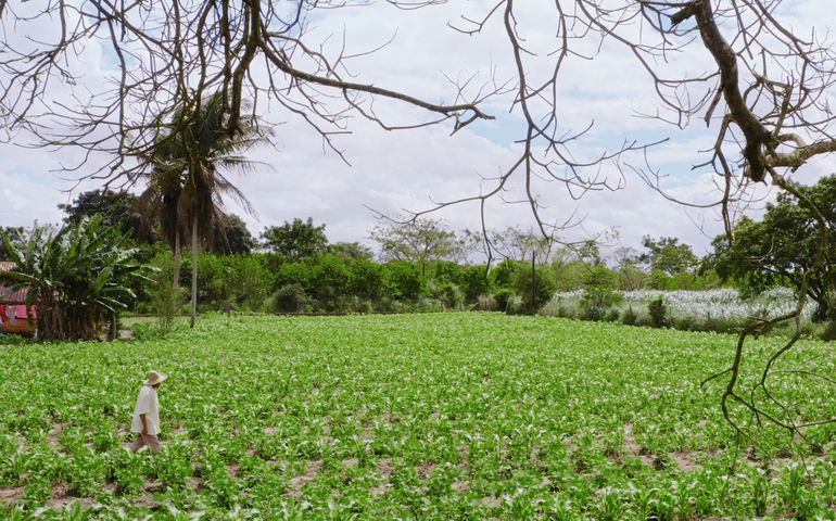 Novo pagamento do Garantia-Safra beneficia mais de 1.500 agricultores familiares de Alagoas