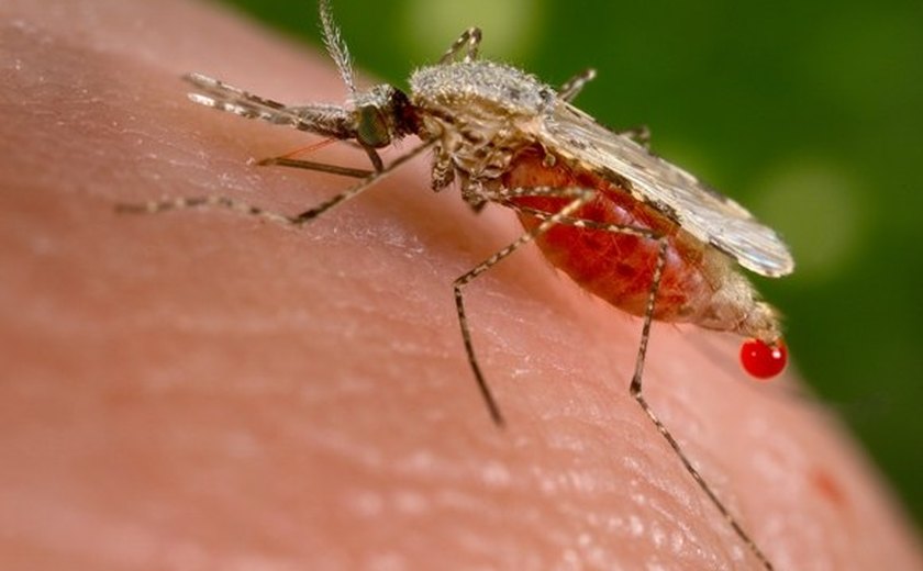 &#8216;AL não tem o mosquito transmissor da malária&#8217;, esclarece infectologista
