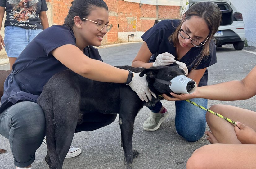 Prefeitura no Sertão denuncia morte de mais de 30 animais de rua e cobra investigação