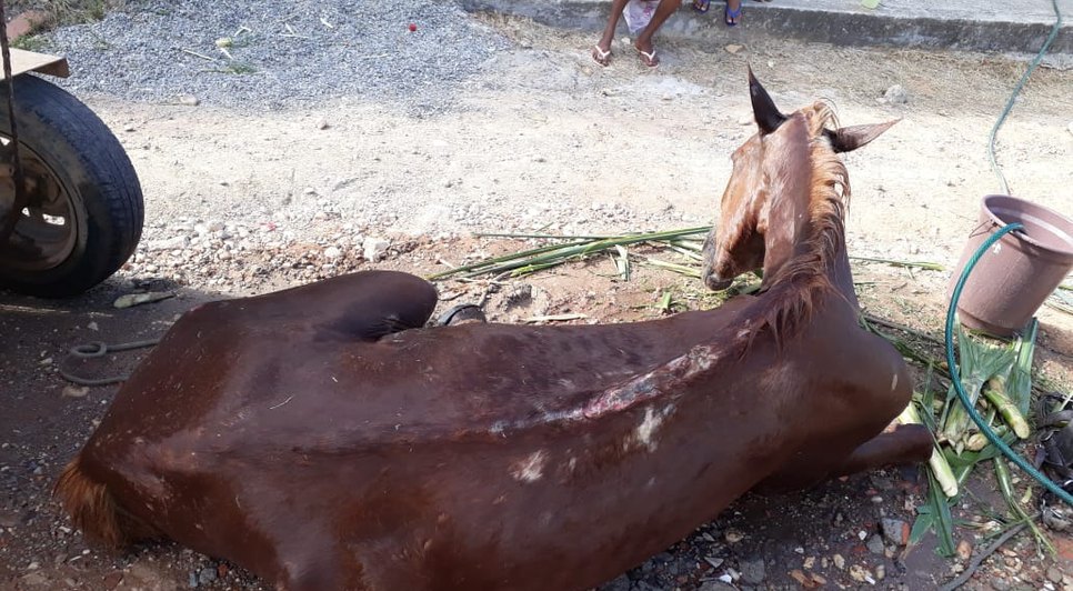 Cavalo com maus tratos / Foto: Pelotão Ambiental