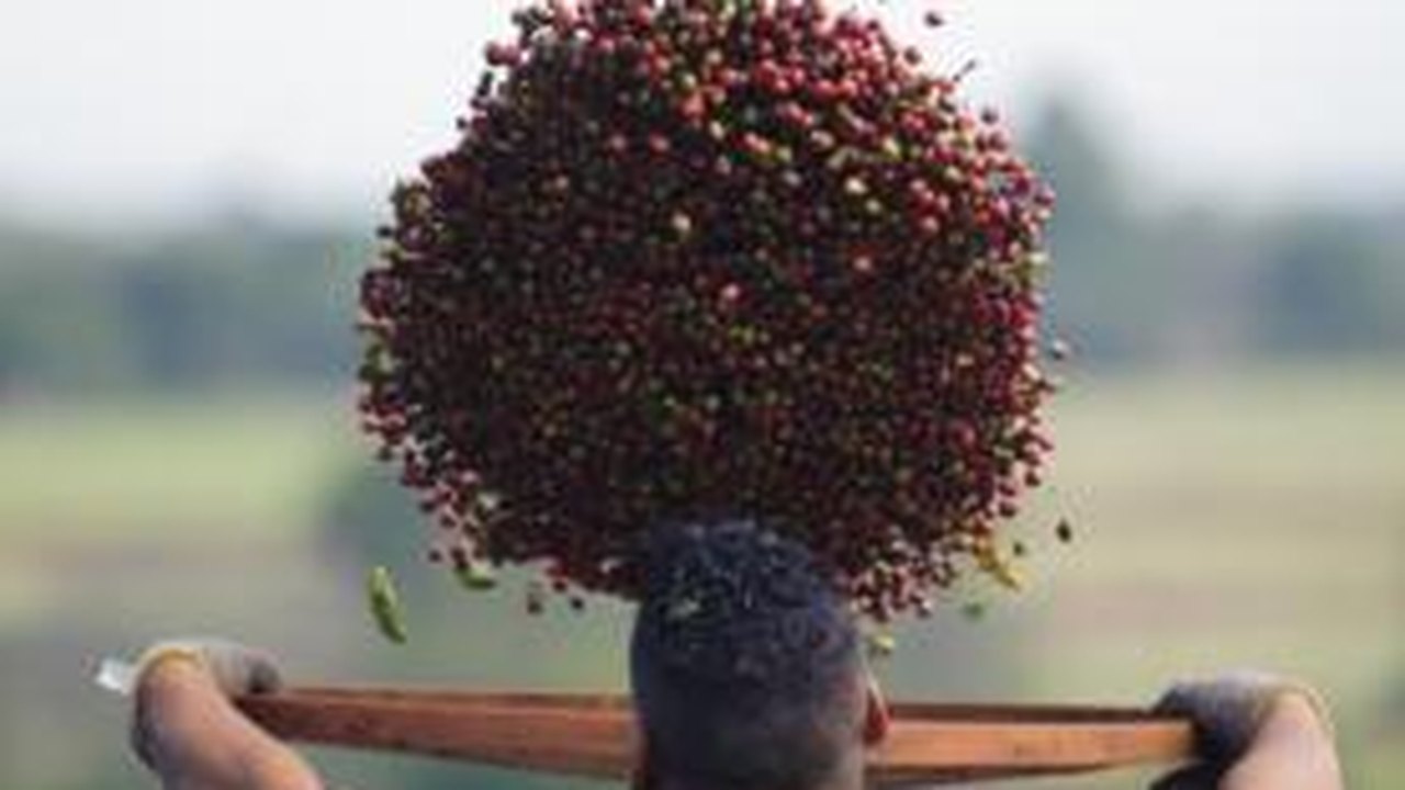 Ministério da Agricultura adota medidas contra a praga Broca do Café