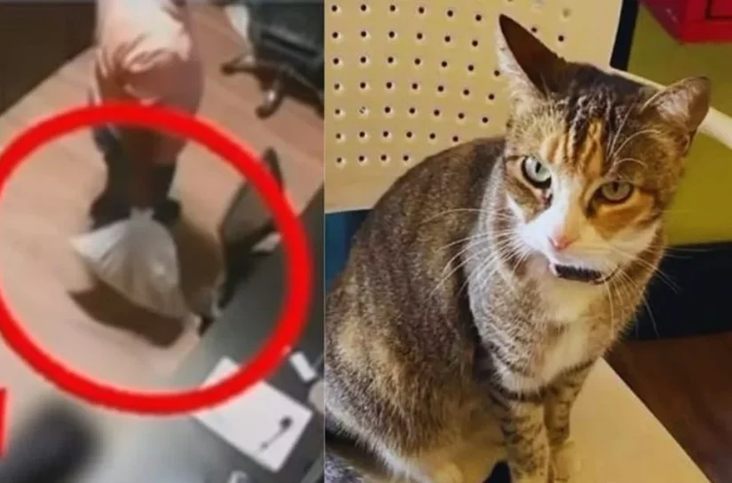 Investigado pela morte da gata Camila Regina é preso no Sertão de Alagoas