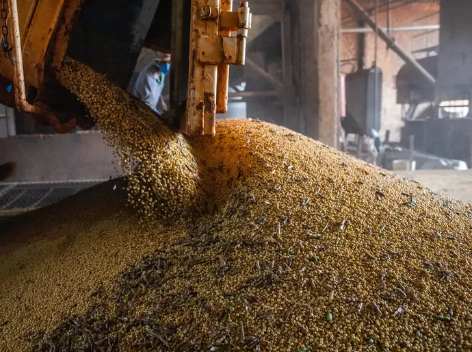 Produção brasileira de grãos deve aumentar apesar do El Niño