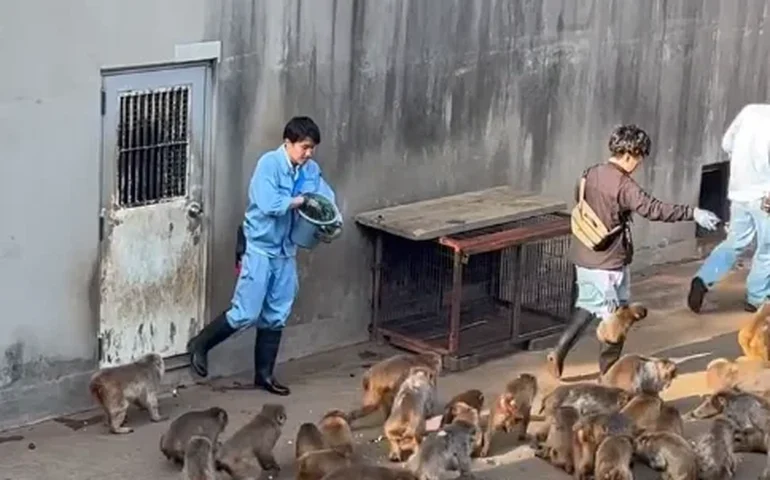 Punch se agarra à perna do tratador durante a alimentação.