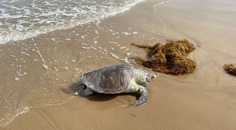 Tartarugas marinhas são encontradas mortas na Praia do Mosqueiro em Aracaju