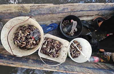 PM flagra grupo que realizava captura proibida de caranguejo-uçá