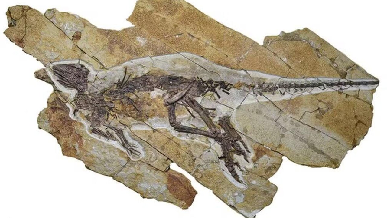 Fóssil revela dinossauro com garganta semelhante à de aves
