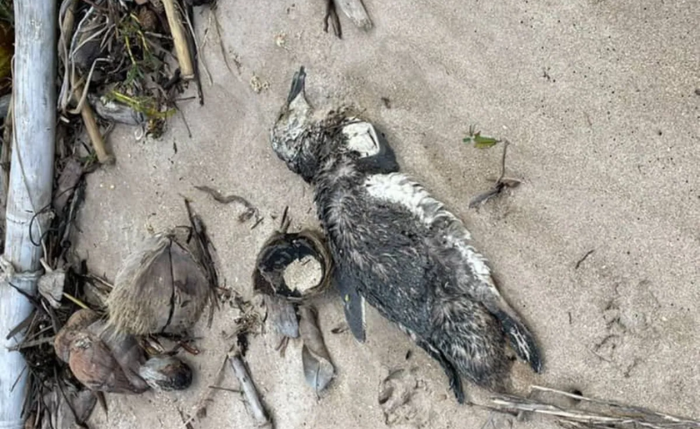 Animal foi encontrado por banhista em praia de Maragogi, nesta segunda-feira, 11 Animal foi encontrado por banhista em praia de Maragogi, nesta segunda-feira, 11