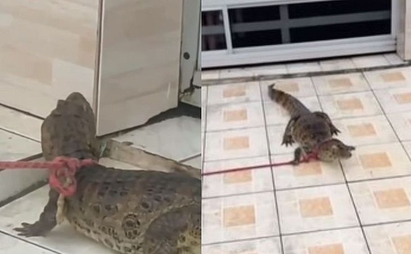 Jacaré resgatado após aparecer em área urbana de Maceió