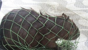 capivara