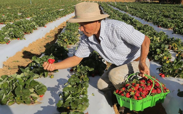 Agricultores com perda de produção começam a receber o Garantia-Safra
