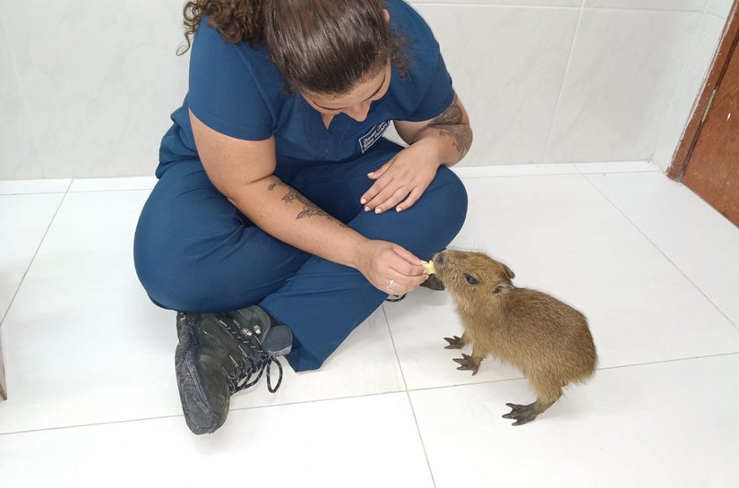 Filhote de capivara tratado no Cetas ganha novo lar em zoológico em Fortaleza