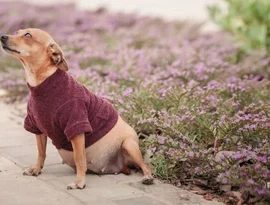 Ensaio fotográfico de cadelinha gestante conquista internautas