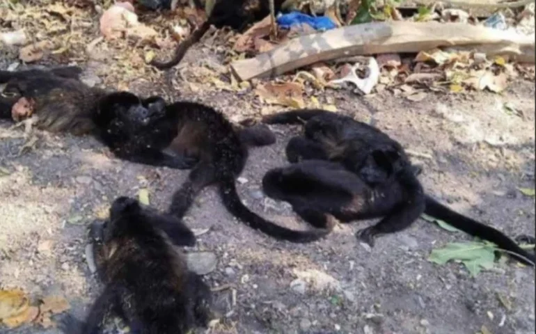 Macacos morrem com onda de calor, aves têm ar-condicionado e leões ganham picolés