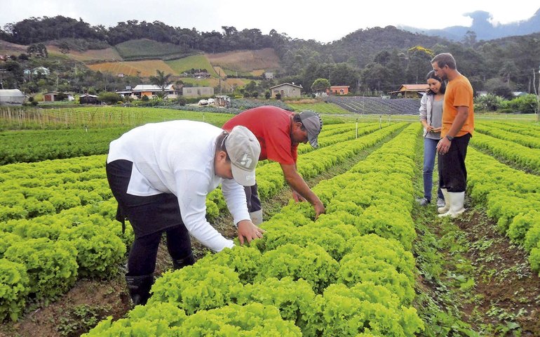 Compras públicas aumentam renda de agricultores familiares em até 106%