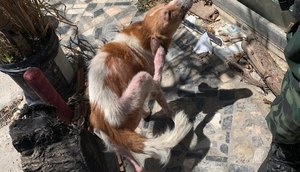 Homem é preso por maus-tratos de animais em Aracaju / Foto: Foto: SSP/Divulgação