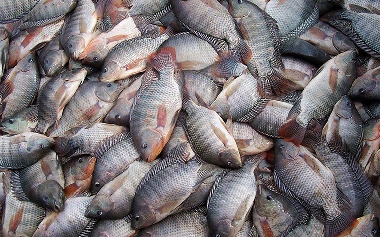 Ministério do Meio Ambiente reforça que tilápia não será erradicada do país