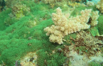 Pesquisadores da Ufal identificam corais de aquário como vetores de bioinvasão marinha
