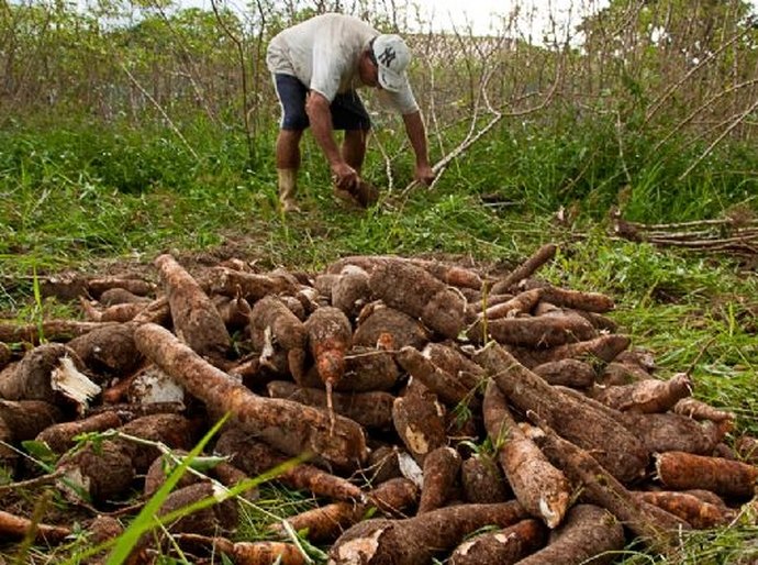 Desenvolve discute melhorias da cadeia da mandioca em Palmeira dos Índios
