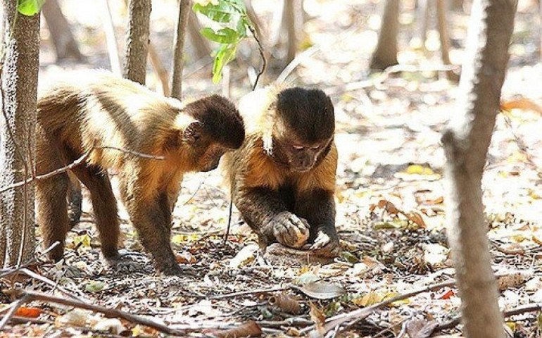 Juíza nega habeas aos macacos-prego Chiquinho e Catarina e mantém guarda do Ibama