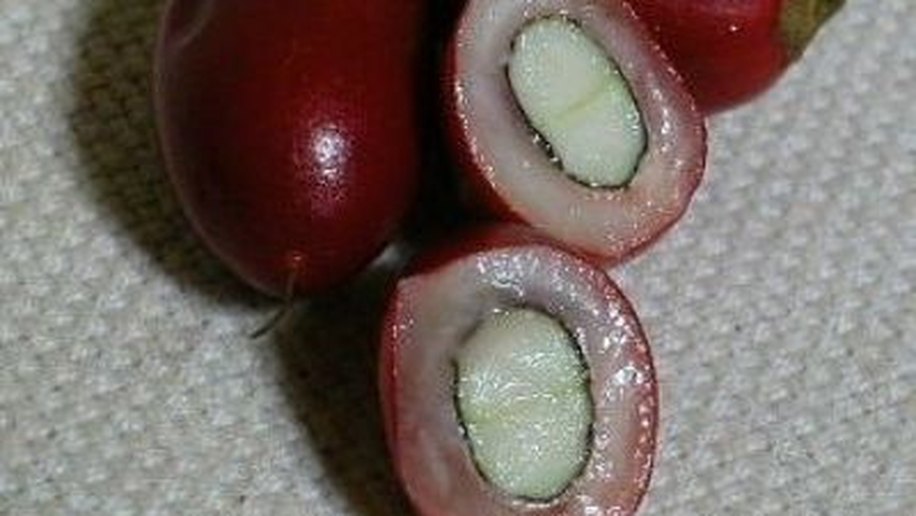 A fruta diabólica que tem o poder de enganar sua língua