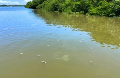 Audiência pública irá debater mortandade de peixes no rio Santo Antônio