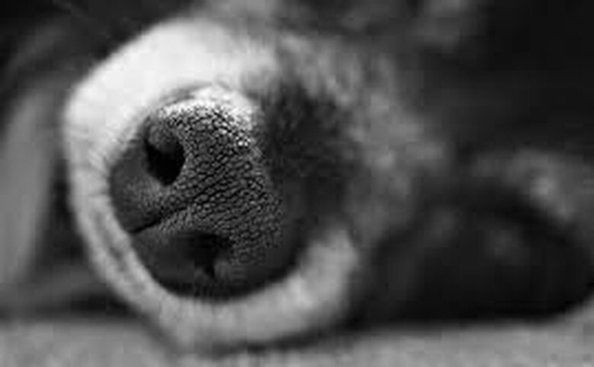 Prefeito acusado de matar cão a pauladas é denunciado a OAB