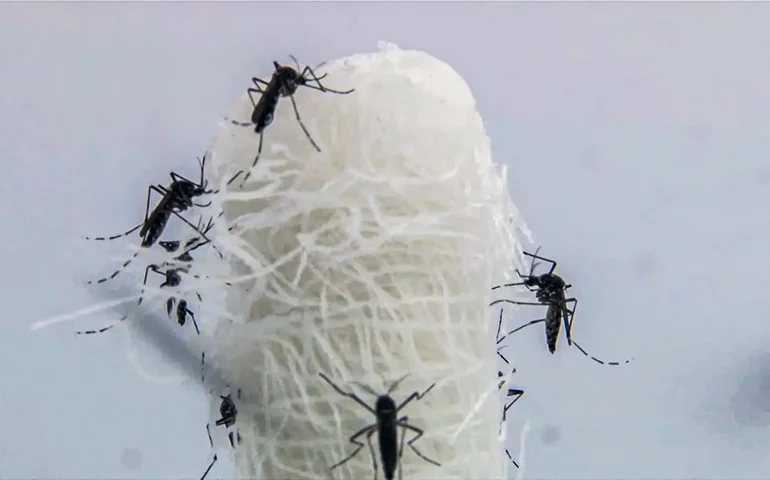 Dengue grave: sintomas de alerta e tratamento no caso do apresentador Felipeh Campos