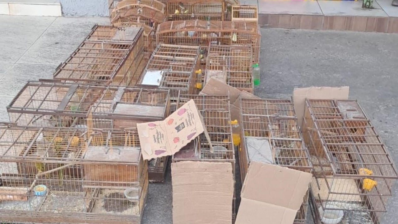 PM-AL resgata aves silvestres e desarticula pontos de venda ilegal no interior