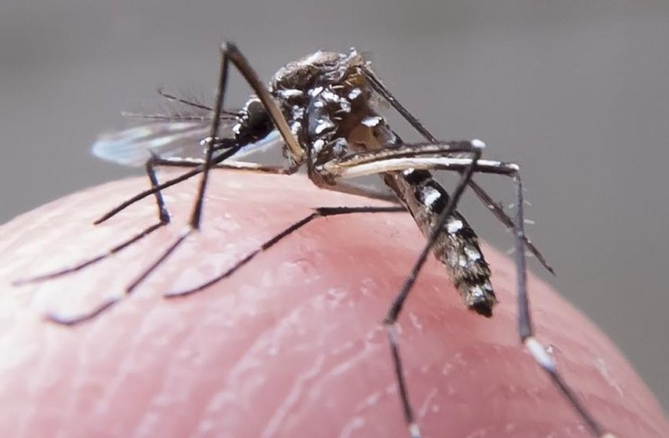 mosquito