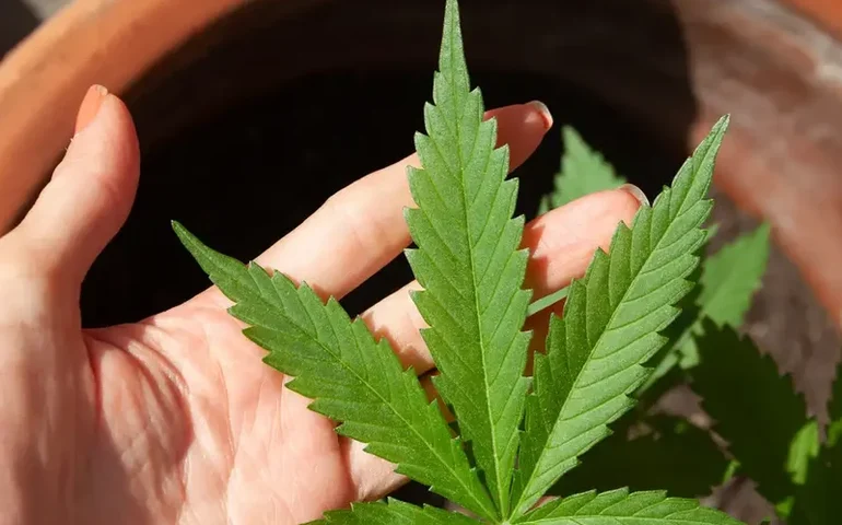 Cannabis: 15% já consumiram maconha no Brasil; taxa mais que dobra em 20 anos