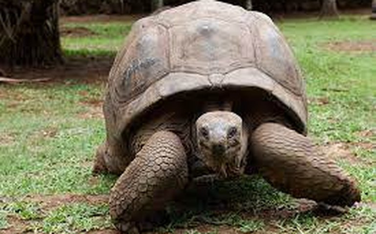 Malásia desmantela 'Gangue das Tartarugas Ninjas' e resgata centenas de animais avaliados em R$ 4,9 milhões