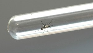 Zika virus