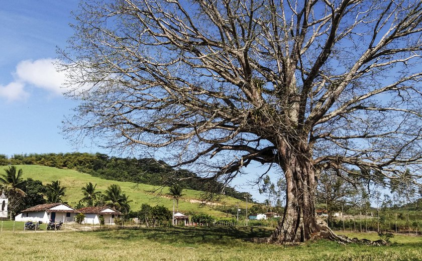 Rainha da floresta: Sumaúma é utilizada para plantios do Alagoas Mais Verde