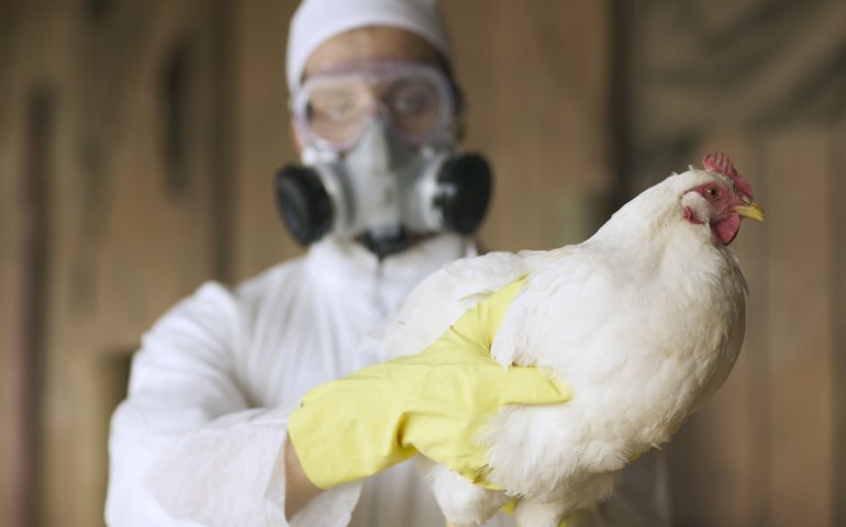 MS registra primeiro foco de influenza em aves de subsistência