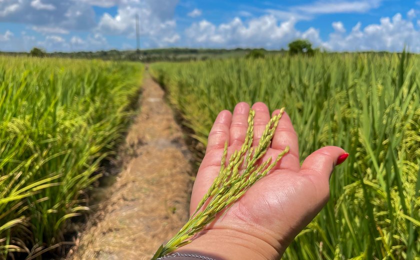 Conab projeta novo recorde de 353,8 milhões de t de grãos na safra 2025/26