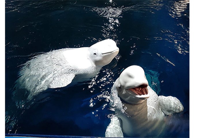 Duas belugas são levadas da Ucrânia à Espanha em operação de 'alto risco'; vídeo